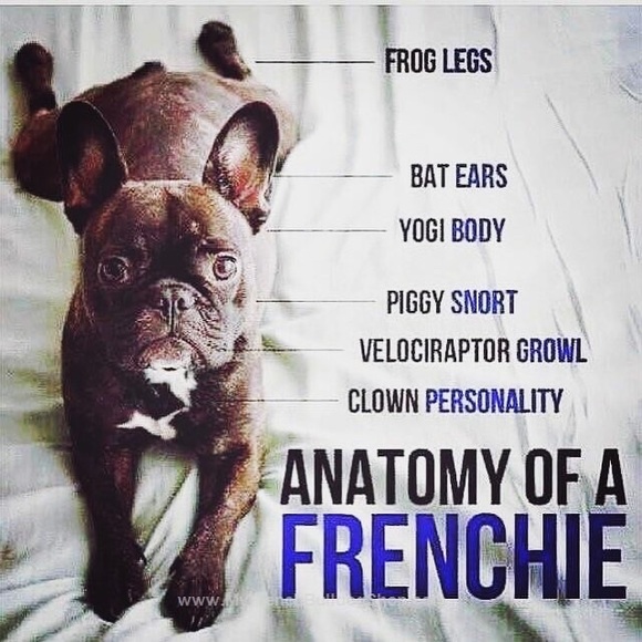 Sustainable Frenchie French Bulldog Eco Luxury Gucci Girl LVMH Follow Chanel - Picture 10 of 11